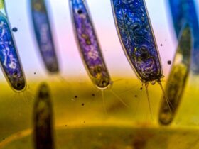 Ciri-Ciri Protista Panduan Lengkap Memahami Dunia Mikro yang Unik