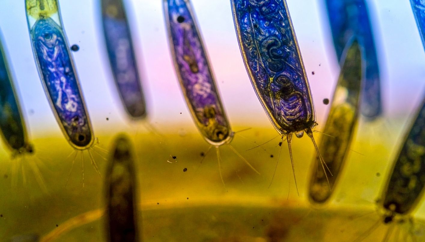 Ciri-Ciri Protista Panduan Lengkap Memahami Dunia Mikro yang Unik