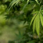 Manfaat Ganja untuk Kesehatan Fakta Ilmiah dan Aplikasi Praktis