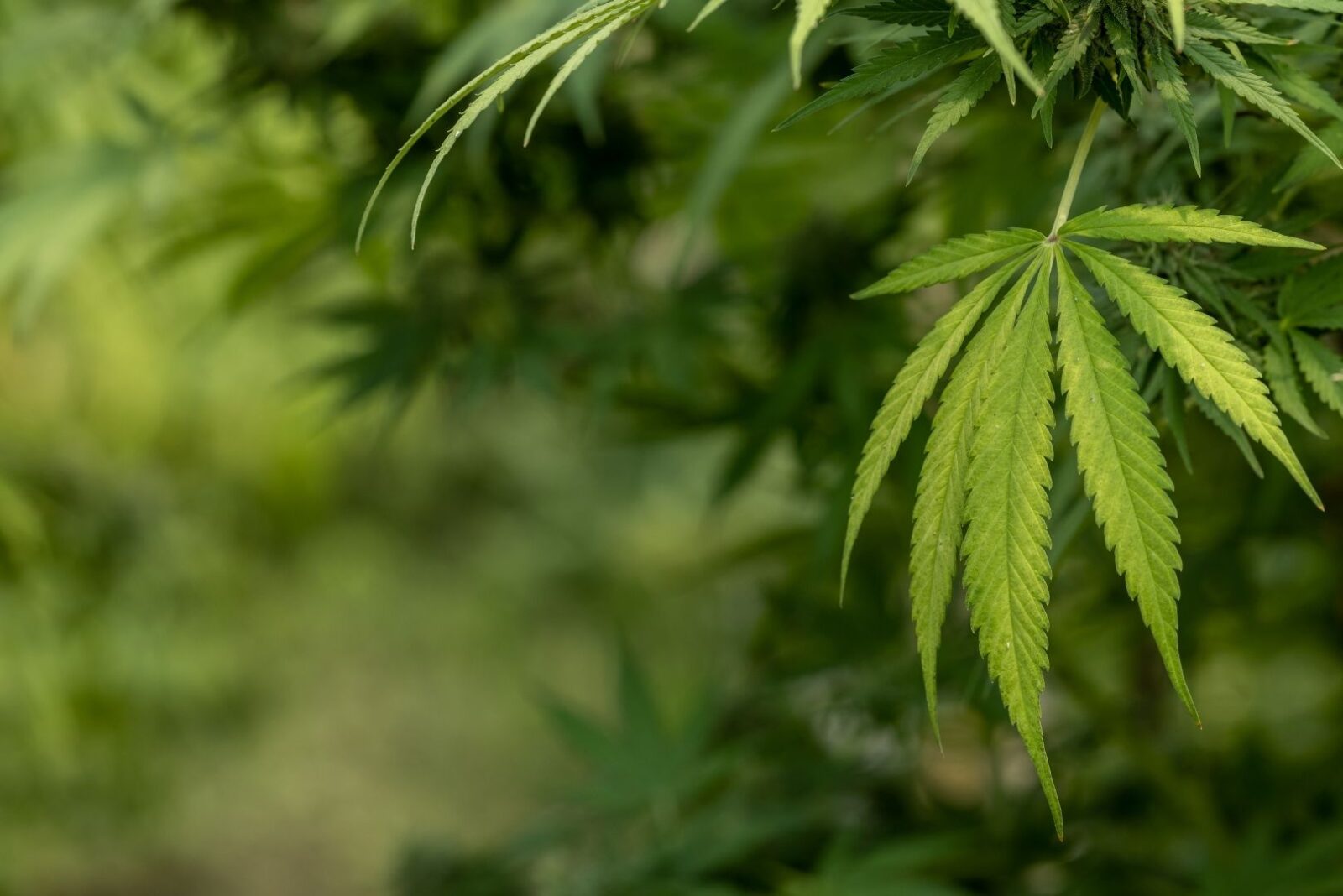 Manfaat Ganja untuk Kesehatan Fakta Ilmiah dan Aplikasi Praktis