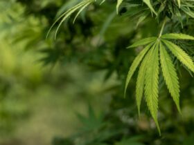 Manfaat Ganja untuk Kesehatan Fakta Ilmiah dan Aplikasi Praktis