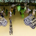 Apakah Semua Hewan Mengalami Metamorfosis? Ini Penjelasan Lengkapnya