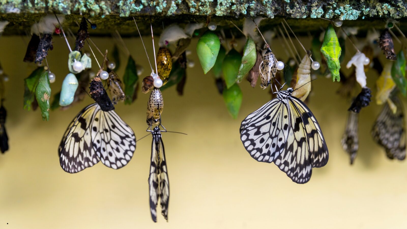 Apakah Semua Hewan Mengalami Metamorfosis? Ini Penjelasan Lengkapnya