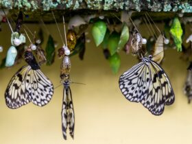 Apakah Semua Hewan Mengalami Metamorfosis? Ini Penjelasan Lengkapnya