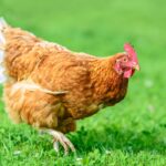 Ciri-Ciri Ayam: Panduan Lengkap Mengenal Karakteristik Ayam yang Sehat dan Berkualitas