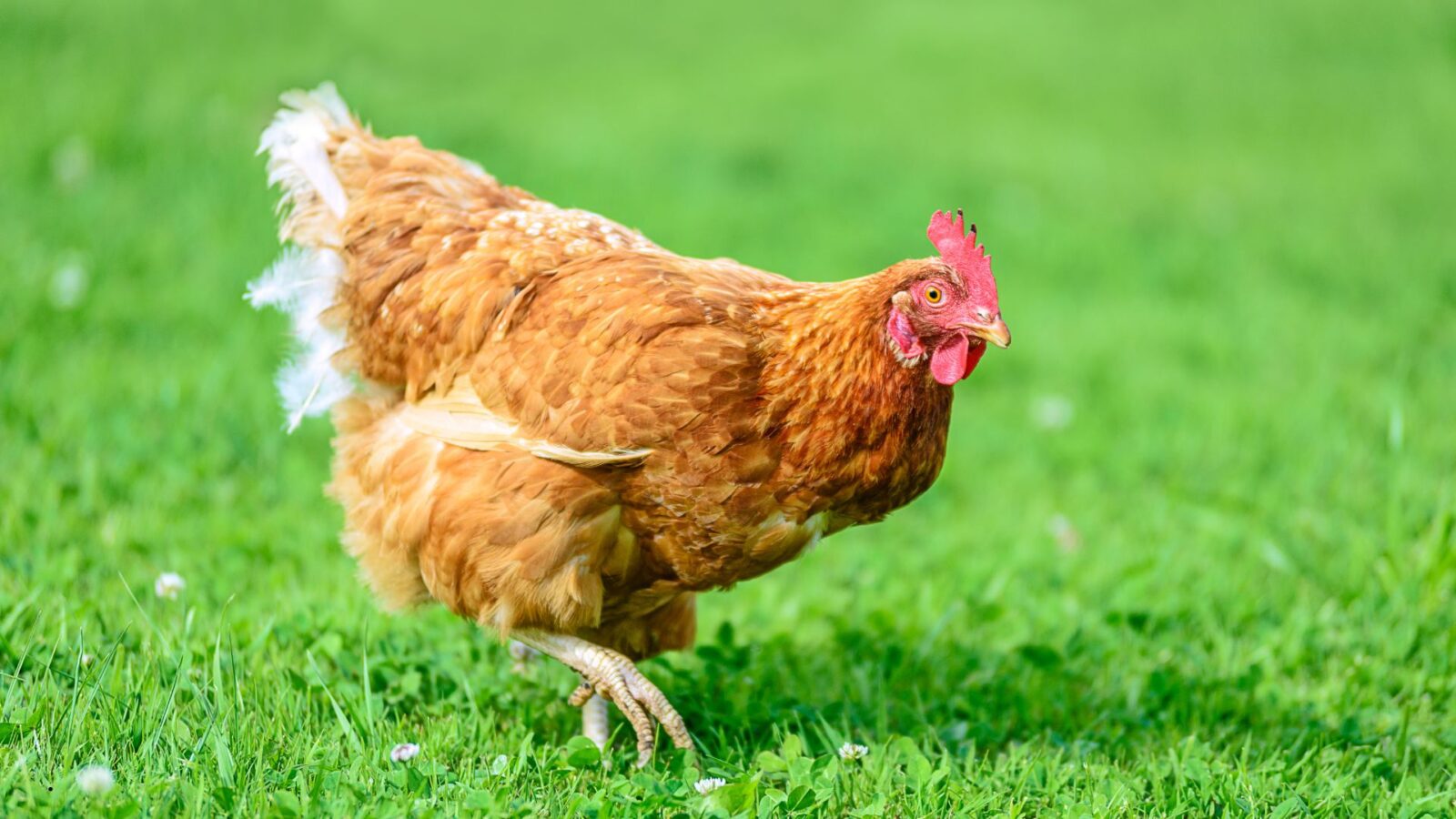 Ciri-Ciri Ayam: Panduan Lengkap Mengenal Karakteristik Ayam yang Sehat dan Berkualitas