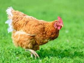 Ciri-Ciri Ayam: Panduan Lengkap Mengenal Karakteristik Ayam yang Sehat dan Berkualitas