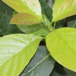 Daun Salam: Manfaat, Khasiat, dan Cara Menggunakannya untuk Kesehatan
