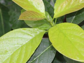 Daun Salam: Manfaat, Khasiat, dan Cara Menggunakannya untuk Kesehatan