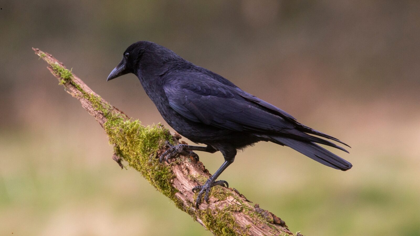 Mengenal Burung Gagak dan Perilakunya yang Cerdas