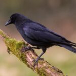 Mengenal Burung Gagak: Ciri, Fakta Unik, dan Perannya di Alam