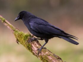 Mengenal Burung Gagak: Ciri, Fakta Unik, dan Perannya di Alam