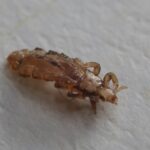 Kutu Babi: Fakta, Bahaya, dan Cara Menghindari Sengatannya di Laut