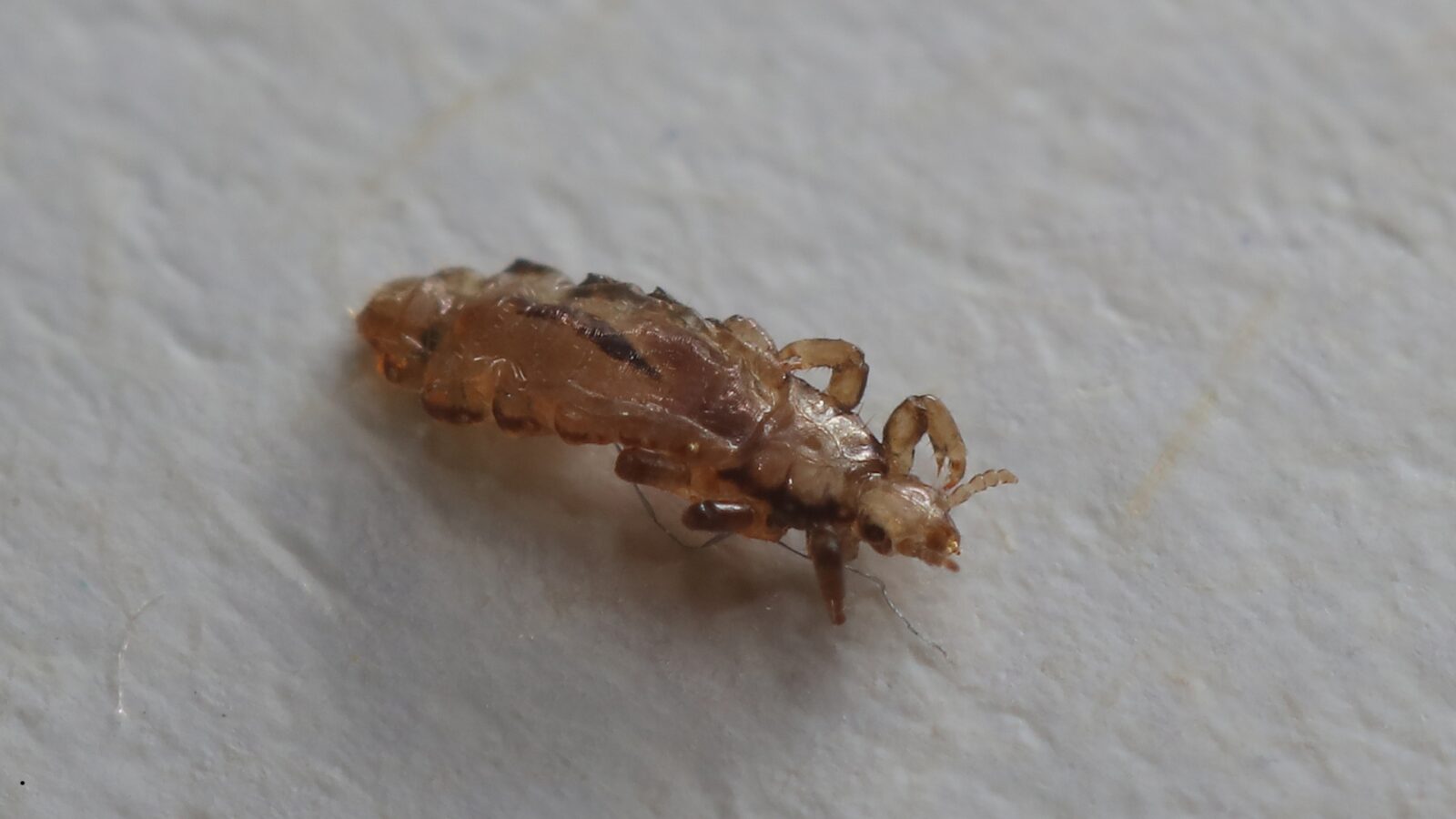 Kutu Babi: Fakta, Bahaya, dan Cara Menghindari Sengatannya di Laut