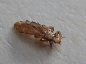 Kutu Babi: Fakta, Bahaya, dan Cara Menghindari Sengatannya di Laut