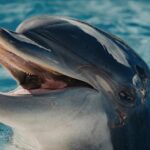 Lumba Lumba Hewan Mamalia: Ciri, Habitat, Perilaku, dan Fakta Menarik