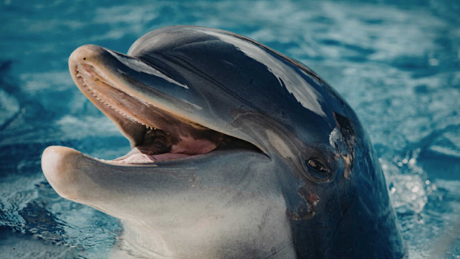 Lumba Lumba Hewan Mamalia: Ciri, Habitat, Perilaku, dan Fakta Menarik