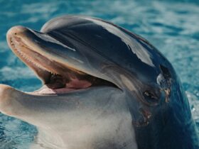 Lumba Lumba Hewan Mamalia: Ciri, Habitat, Perilaku, dan Fakta Menarik