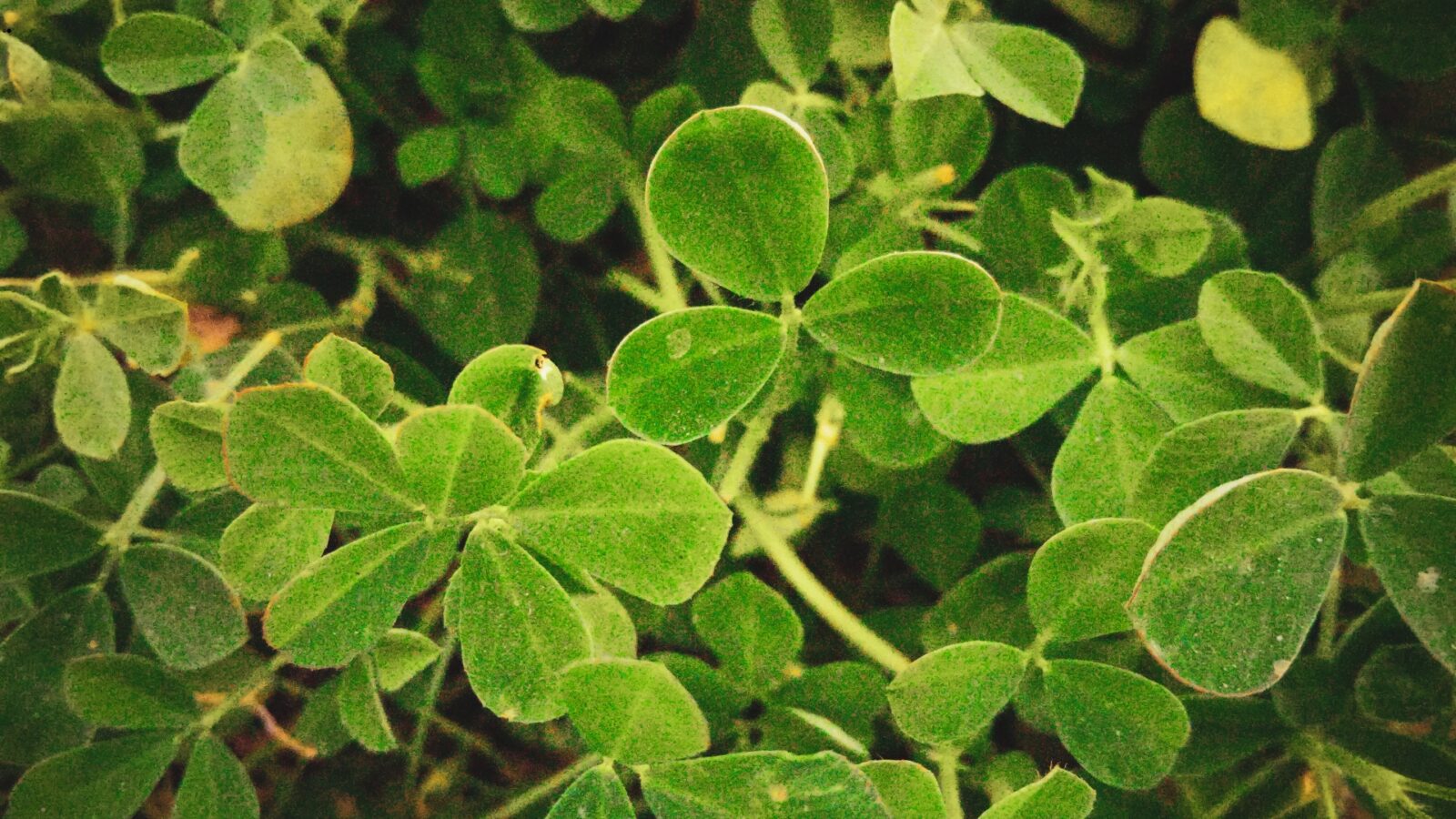 Tanaman Shamrock: Cara Merawat, Makna Simbolis, dan Tips Menanam di Rumah