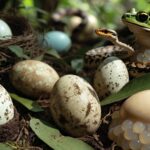 Hewan Ovipar Pengertian, Ciri-ciri, Contoh dan Perbedaannya dengan Ovovivipar