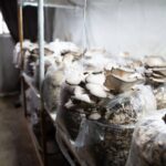 Panduan Budidaya Jamur Tiram untuk Pemula di Rumah