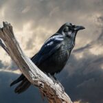 Burung Gagak Pertanda Apa Mitos Fakta dan Makna Spiritualnya